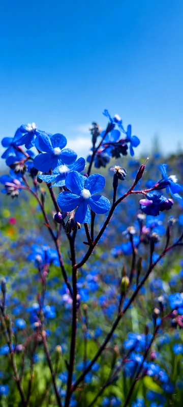 Leuchtende blaue Wildblumen auf einer sommerlichen Wiese unter klarem Himmel als ästhetisches Handy Hintergrundbild.
