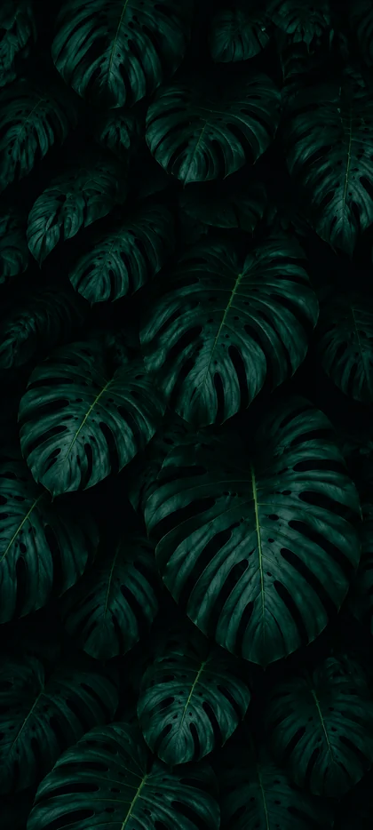 Dunkles tropisches Monstera WhatsApp Hintergrundbild mit grünen Blättern in 4K