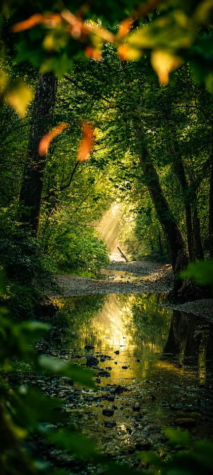 Grüner Wald mit kleinem Bach, Sonnenstrahlen, dichter Natur und Spiegelung im Wasser als vertikales Handy Wallpaper