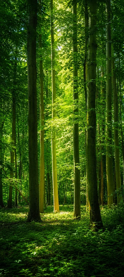 Grüner dichter Wald mit hohen Bäumen, Sonnenstrahlen und moosigem Waldboden als vertikales Handy Wallpaper