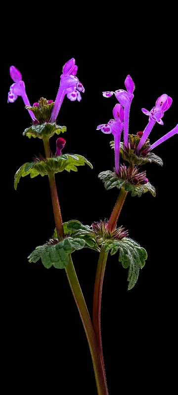 Zarte lila Wildblumen vor schwarzem Hintergrund als minimalistisches Blumen Wallpaper für Smartphones.