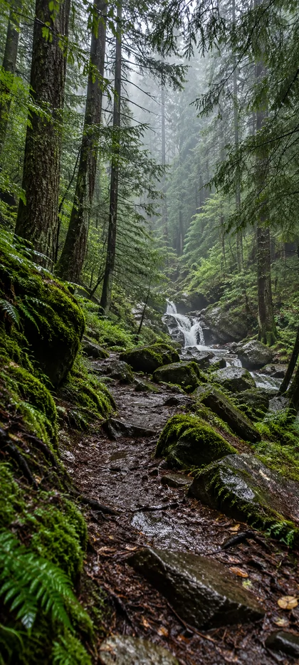 Moosiger Waldweg mit Bach und kleinem Wasserfall – Natur Hintergrundbild