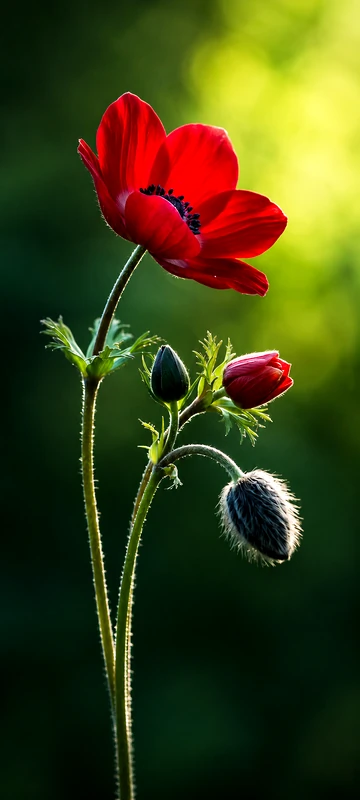 Rote Blume mit grünem Hintergrund als 4K Blumen Hintergrundbild für Handy