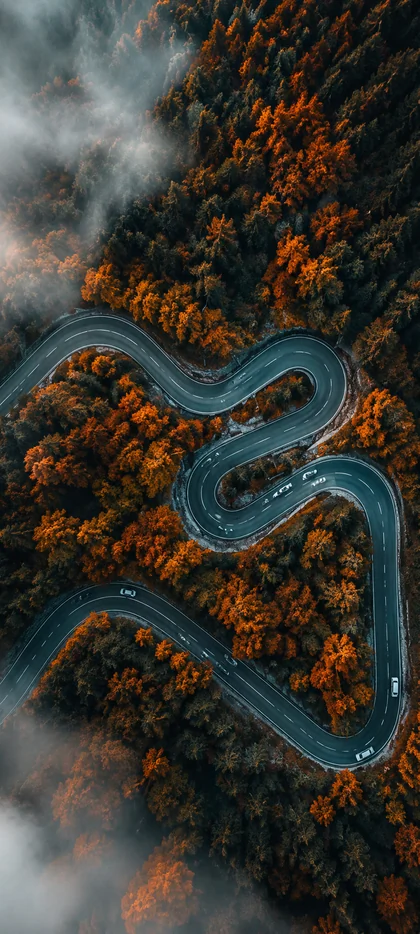 Dunkles WhatsApp Hintergrundbild mit kurviger Straße durch herbstlichen Wald und Nebel für iPhone und Android