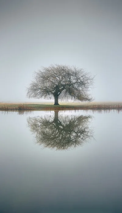 Baum, Reflexion, Nebel