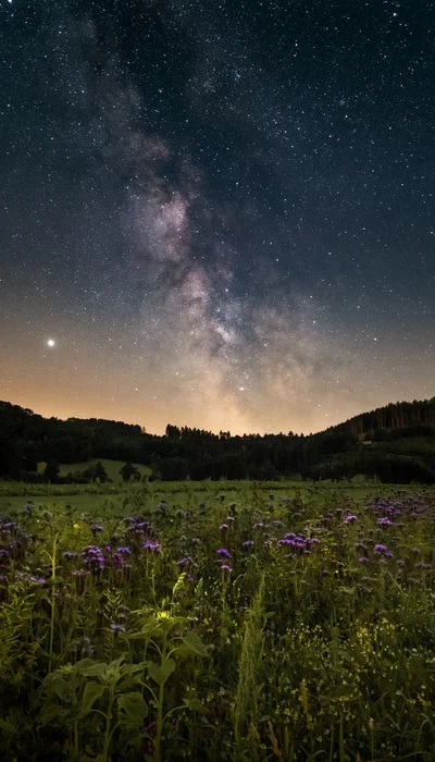 Blumen und Sterne in 4K & HD Kostenlos – iPhone Hintergrundbilder