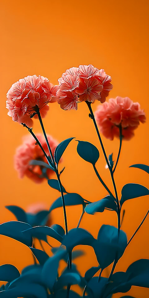 Blumen Wallpaper – Ästhetisches 4K Handy Hintergrundbild mit modernem Farbkontrast