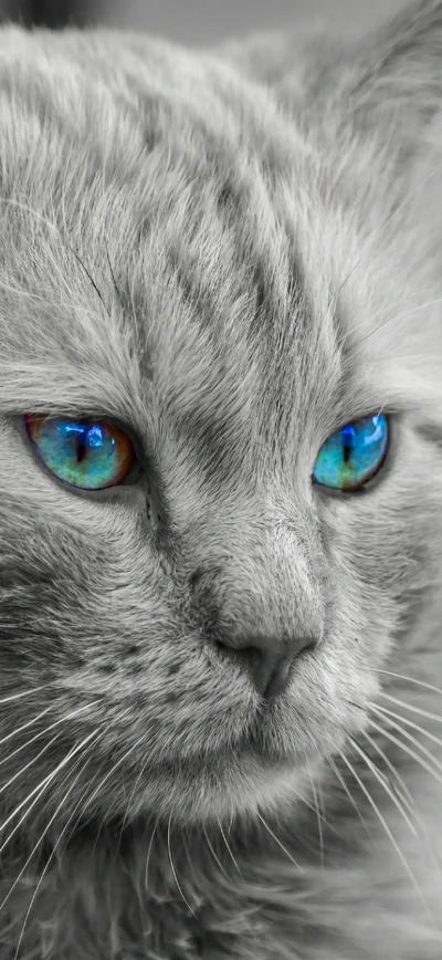 Color Key Handy Wallpaper in Schwarz-Weiß