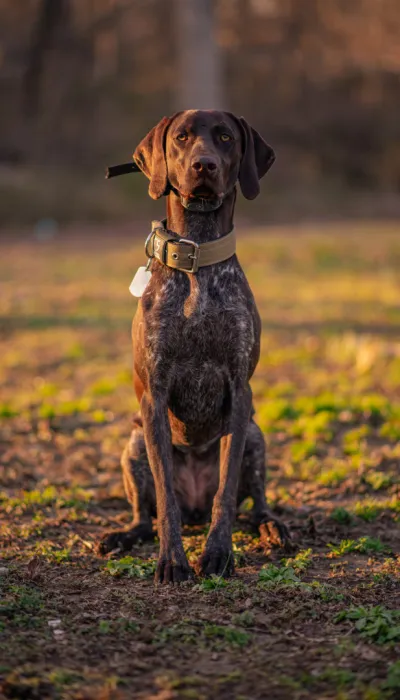 Deutsch Kurzhaar, Zeiger Hund
