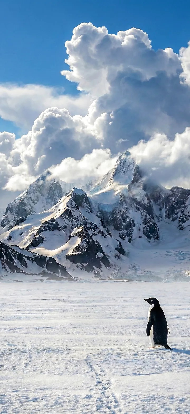 Die Last der Leichtigkeit: Der nihilistische Pinguin unter dem Wolkenturm