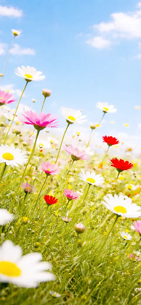 Faszinierend Hintergrundbilder Handy Kostenlos Frhling Bild