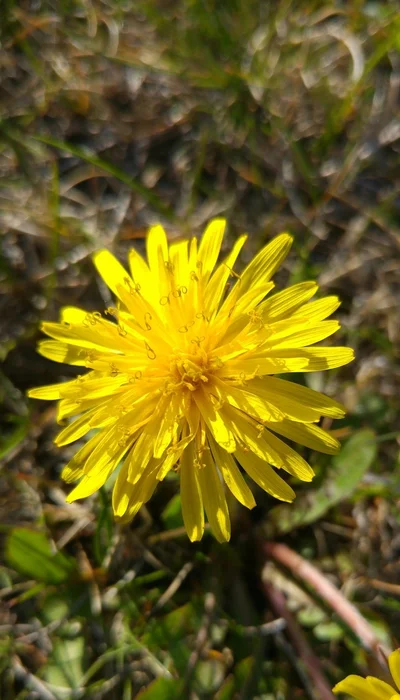 Gelbe Blume Wallpaper in 4K – Kostenlos für iPhone & Android herunterladen