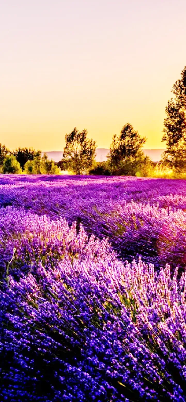 Lavendel Feld Sonnenuntergang –Blumen Hintergrundbilder Handy 4K