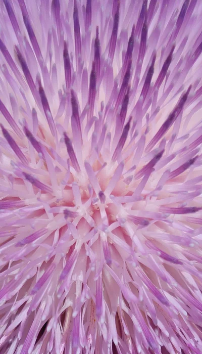 Lila iPhone Hintergrundbild – Minimalistisch & auffällig in 4K kostenlos