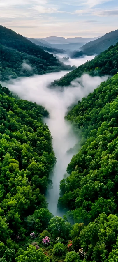 Nebelwald Tal Hintergrundbild – Mystisches Natur Wallpaper in 4K