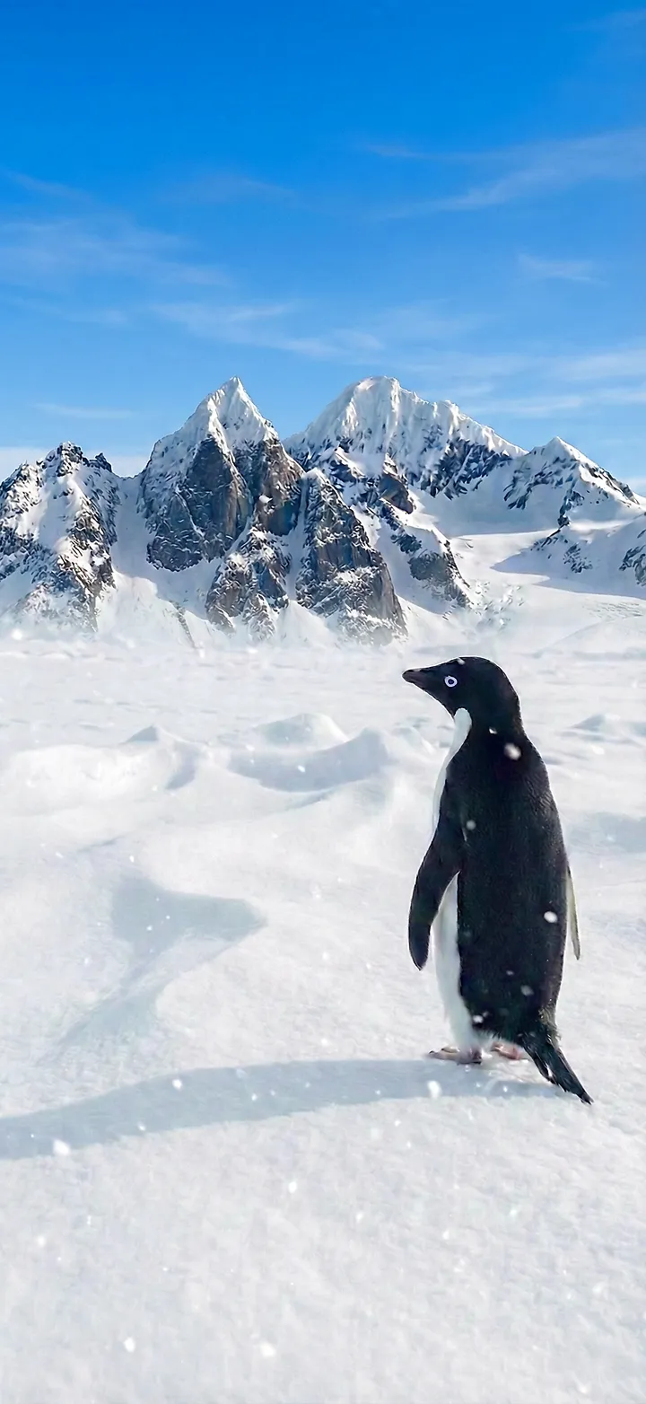 Nihilistischer Pinguin Wallpaper - Hintergrundbild