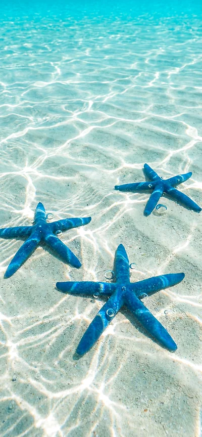 Tropischer Traum: Blaue Seesterne im klaren Wasser | Handy & iPhone Wallpaper