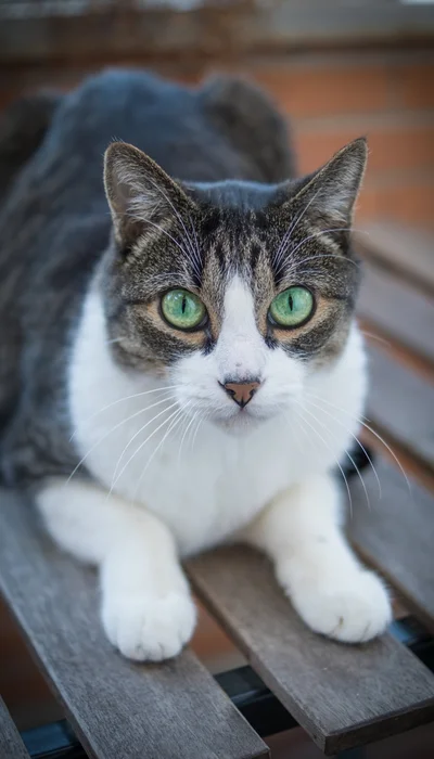 Weiße und graue süße Katze