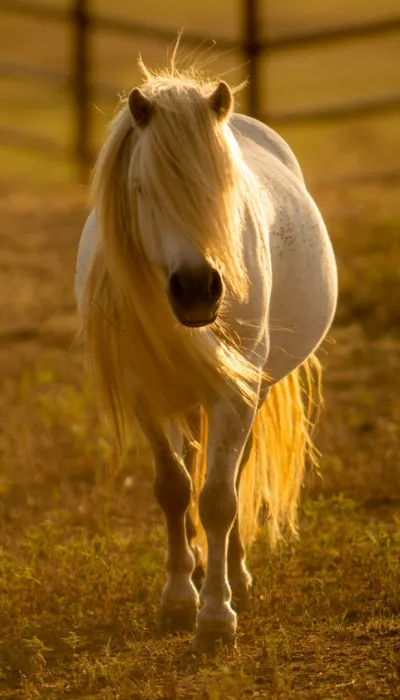 Weißes Pferd in der Natur