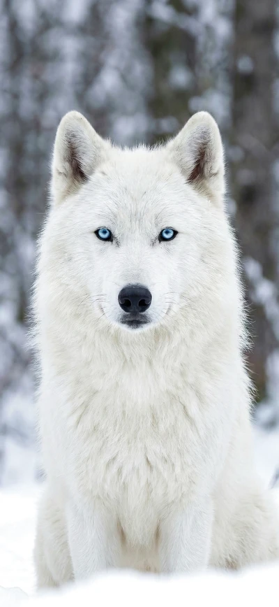 Majestätisches Tier Wallpaper für iPhone & Android: Weißer Wolf.