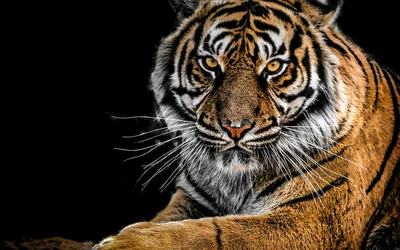 Nahaufnahme Fotografie Des Tigers