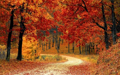 Rote Laubbäume nahe der Straße