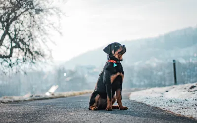 Rottweiler Hund