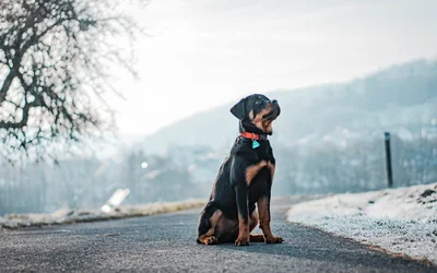Rottweiler, Hund
