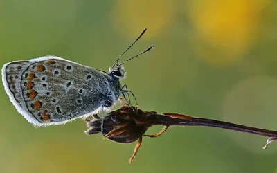 Schöner Schmetterling 