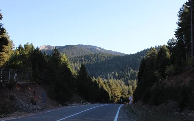 Straße durch den Kiefernwald