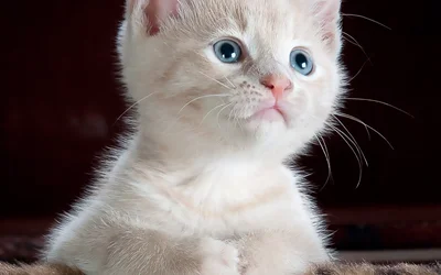 Weiße Katze – Eleganz und Schönheit in 4K