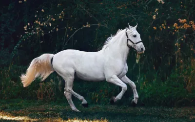 Weißes Pferd für PC